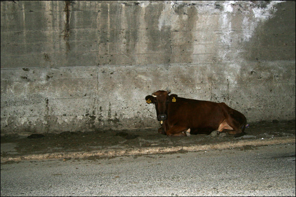 photo vache tunnel kosovo